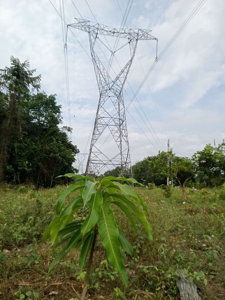 La educación también se cultiva con las manos en la tierra
PROYECTO PEDAGÓGICO VIVO: UNA ENERGÍA VIVA QUE IMPULSA EL APRENDIZAJE 

 - Imagen 3