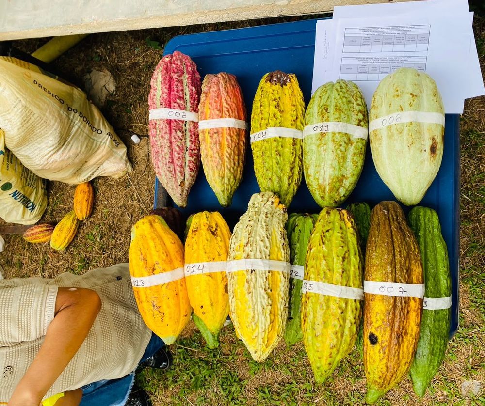 ASOCAVIZ VIVIÓ LA QUINTA EDICIÓN DE LA CHOCOFERIA - Imagen 4